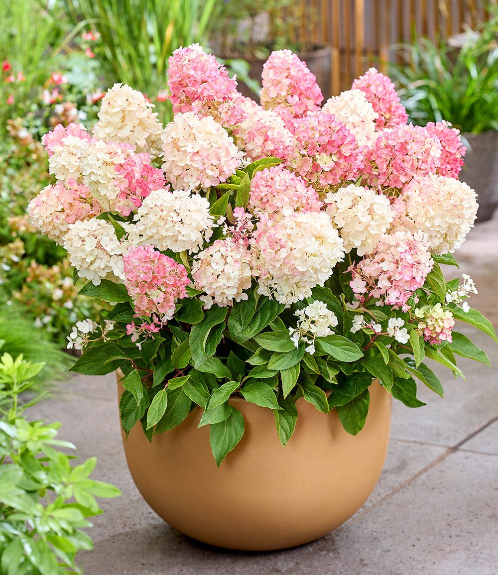 BALDUR Garten Zierstrauch Rispen-Hortensie 'Living Little Blossom®', 1 St., Rispenhortensie, winterhart, langblühend, farbwechselnd