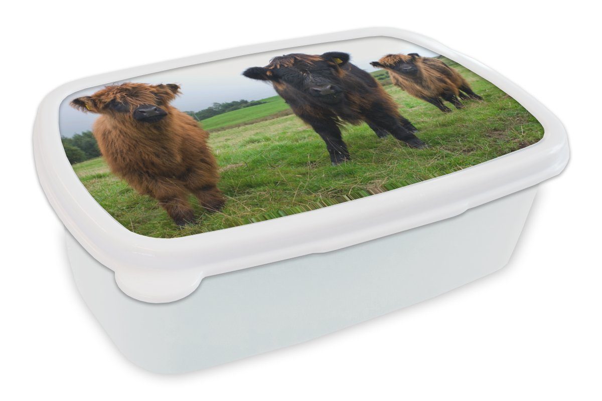 MuchoWow Lunchbox Schottische Highlander - Kühe - Natur - Grün - Gras, Kunststoff, (2-tlg), Brotbox für Kinder und Erwachsene, Brotdose, für Jungs und Mädchen weiß