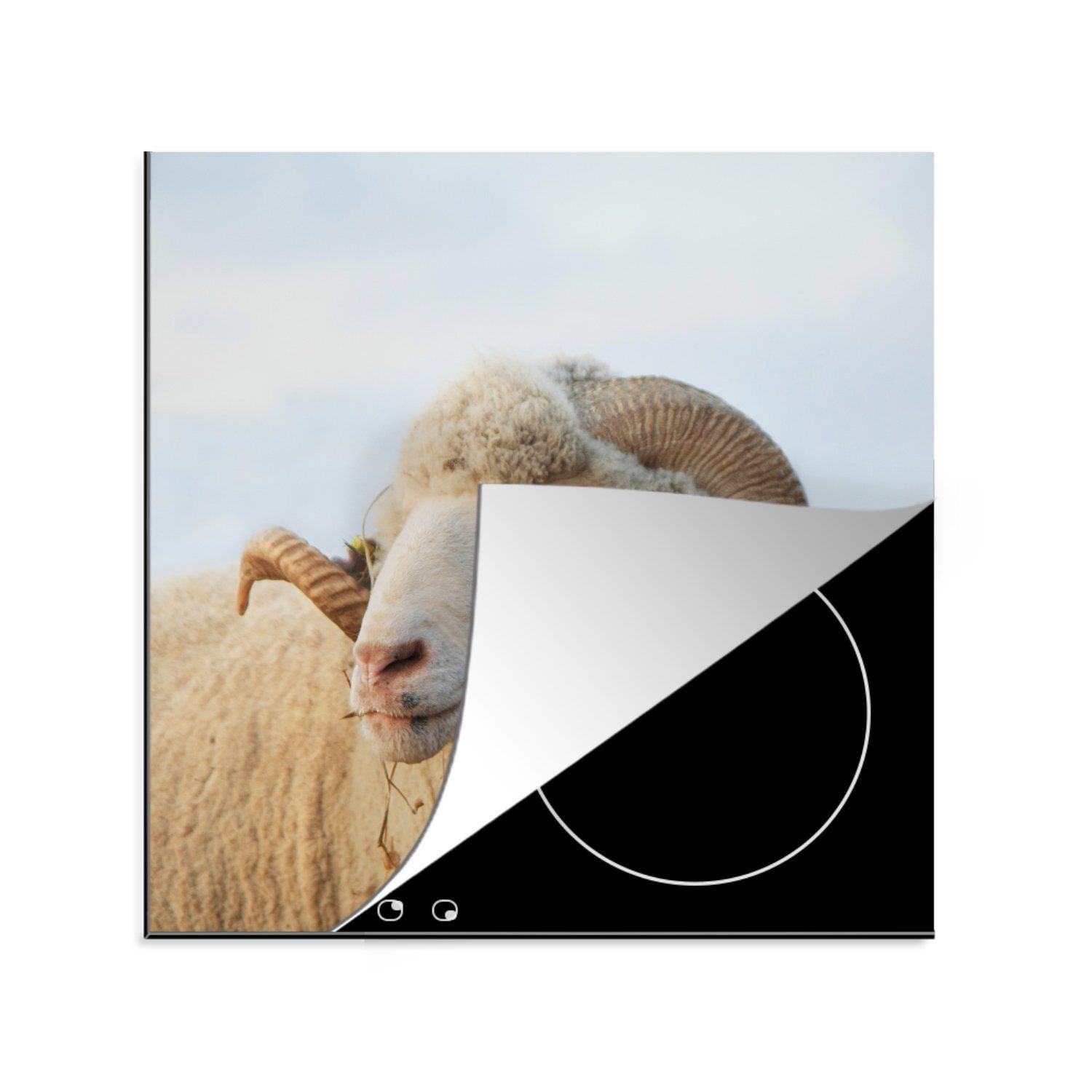 Schafe - Ceranfeldabdeckung, für Vinyl, tlg), küche Herdblende-/Abdeckplatte Arbeitsplatte 78x78 Hörner, - Widder cm, (1 MuchoWow