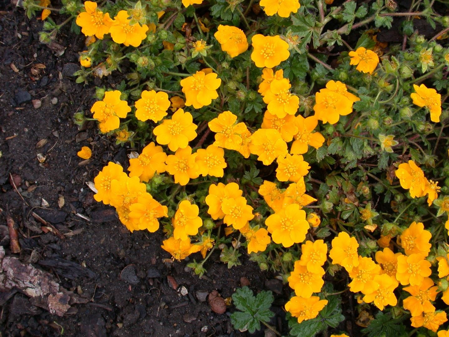 Pflanzen für Dich Bodendecker Potentilla crantzii Goldrausch, 1 St., Fingerkraut, Gold-Fingerkraut, goldgelb, bodendecker