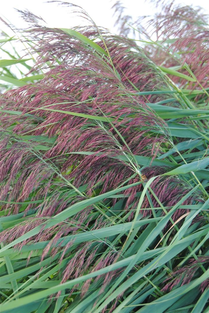 Pflanzen für Dich Staude Phragmites australis, 1 St., Schilfrohr, Rohrkolben, Gemeines Schilf, Schilfgras