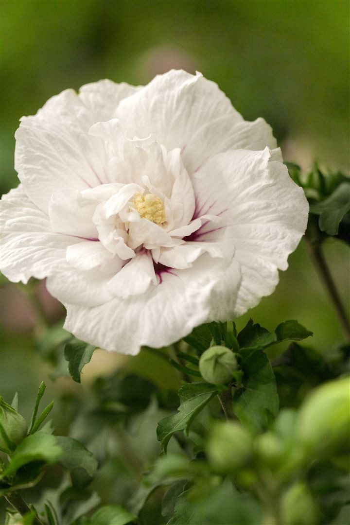 Pflanzen für Dich Gehölze Hibiscus syriacus White Chiffon, 1 St., Garten-Eibisch, Straucheibisch