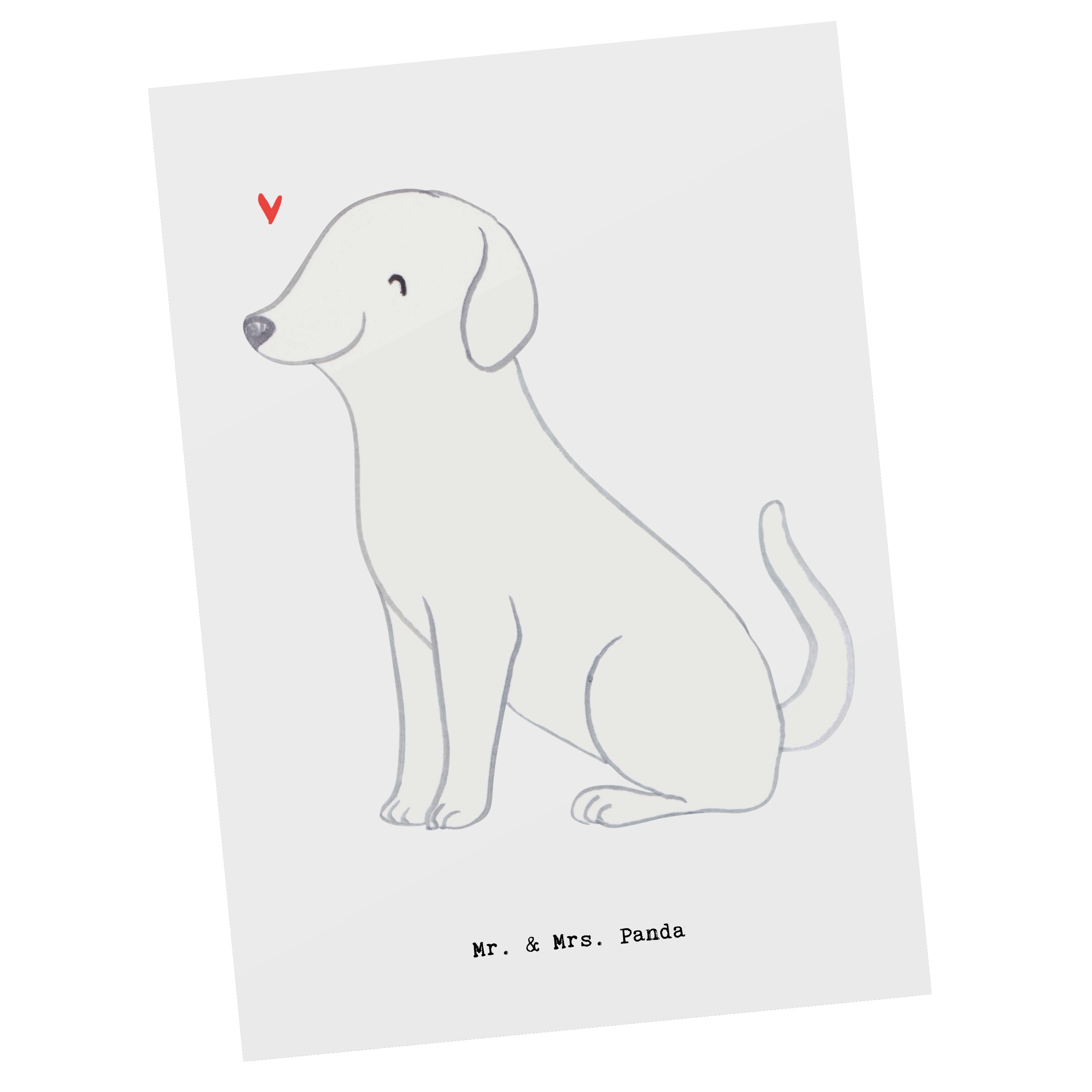 Mr. & Mrs. Panda Postkarte Labrador Moment - Weiß - Geschenk, Geschenkkarte, Einladungskarte, Sc | Grußkarten