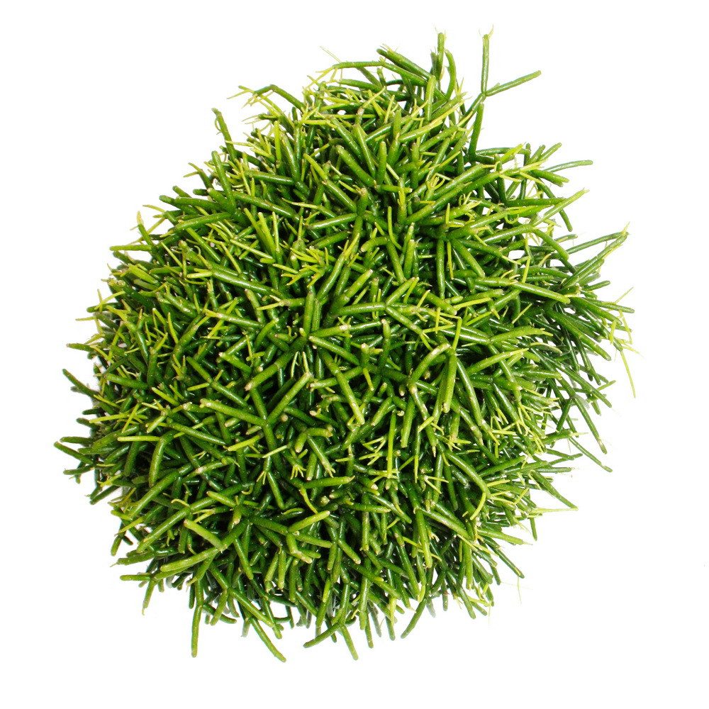 Exotenherz Kaktus Rhipsalis - Korallenkaktus - im 12cm Topf - sukkulente Zi günstig online kaufen