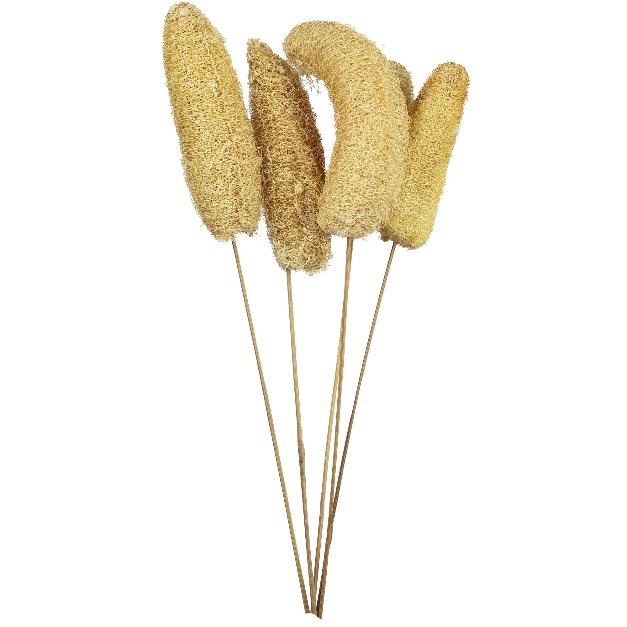 Trockenblume Luffa-Kopf am Stiel - 5 Stück - Poly - natur, Vosteen