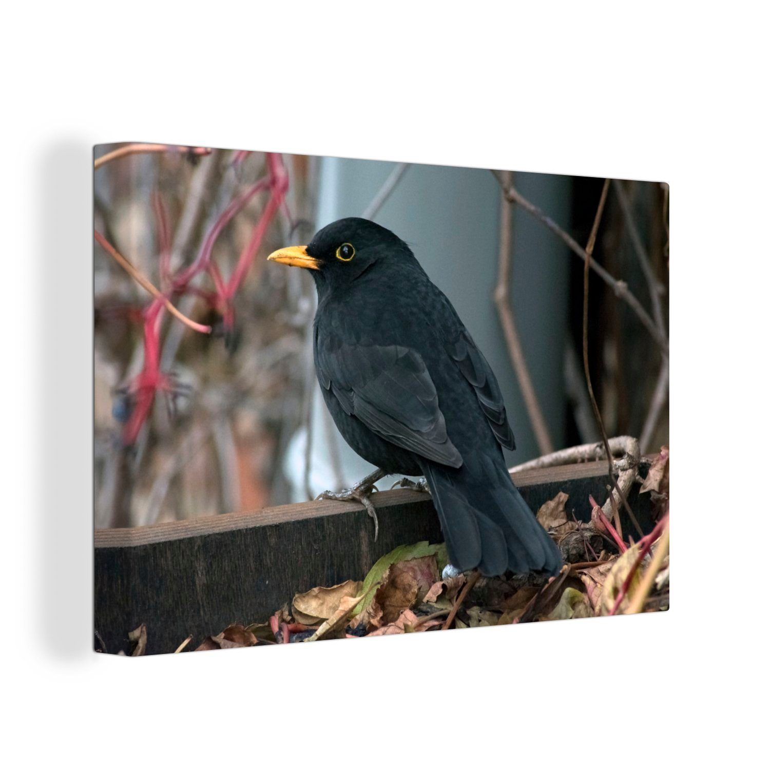 OneMillionCanvasses® Leinwandbild Männliche Amsel zwischen den Zweigen, (1 St), Wandbild Leinwandbilder, Aufhängefertig, Wanddeko, 30x20 cm