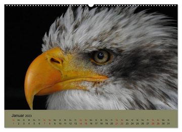CALVENDO Wandkalender Majestätische Jäger der Lüfte (Premium, hochwertiger DIN A2 Wandkalender 2023, Kunstdruck in Hochglanz)