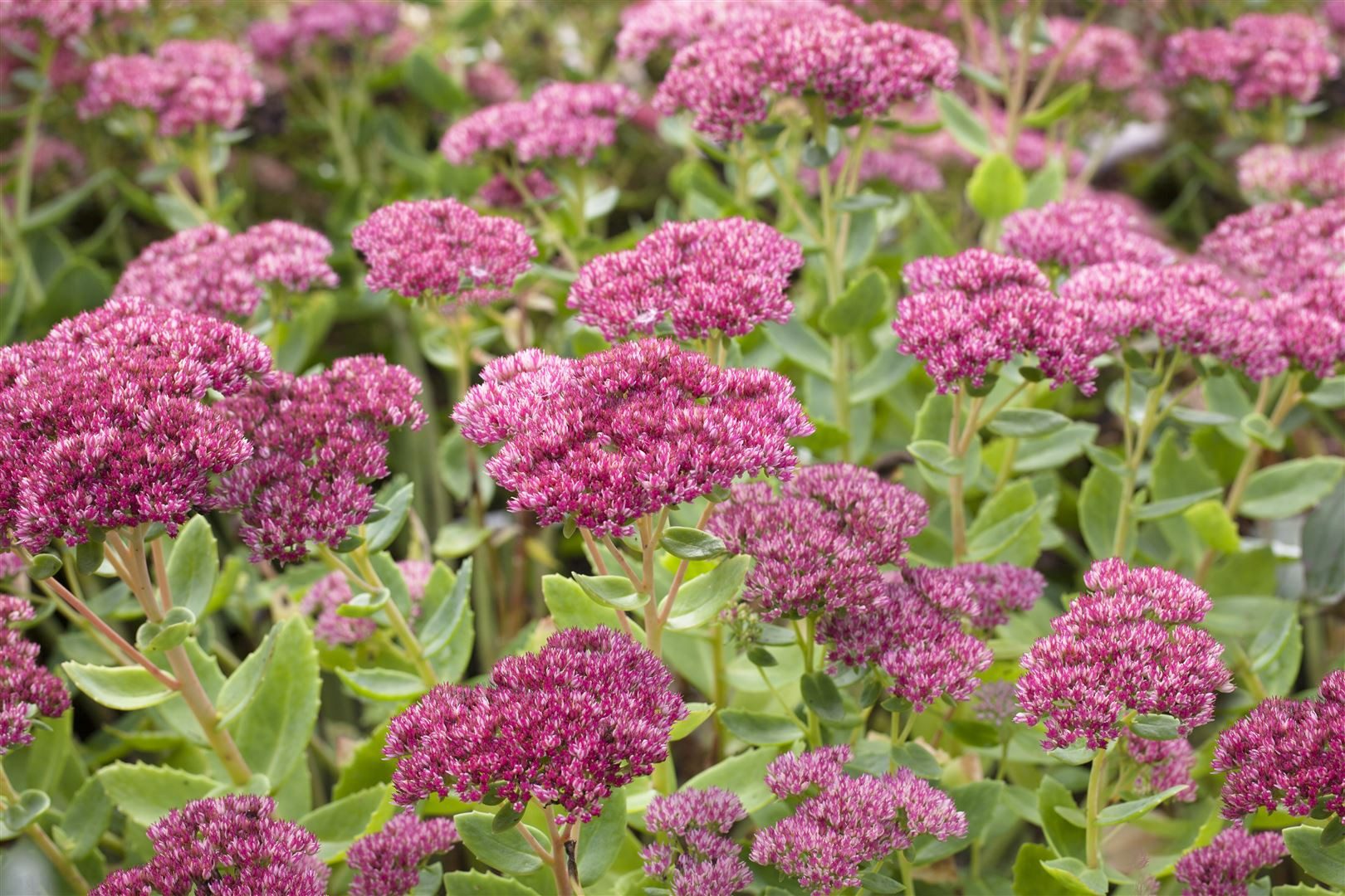 Pflanzen für Dich Staude Sedum telephium Herbstfreude, 1 St., Fetthenne, Hohe Fetthenne, Purpur-Fetthenne