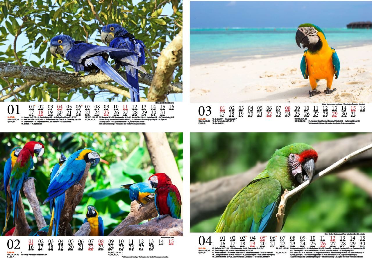 Thumbnail - Seelenzauber Wandkalender Arazauber DIN A5 Kalender für 2026 Ara Papageien - Seelenzauber