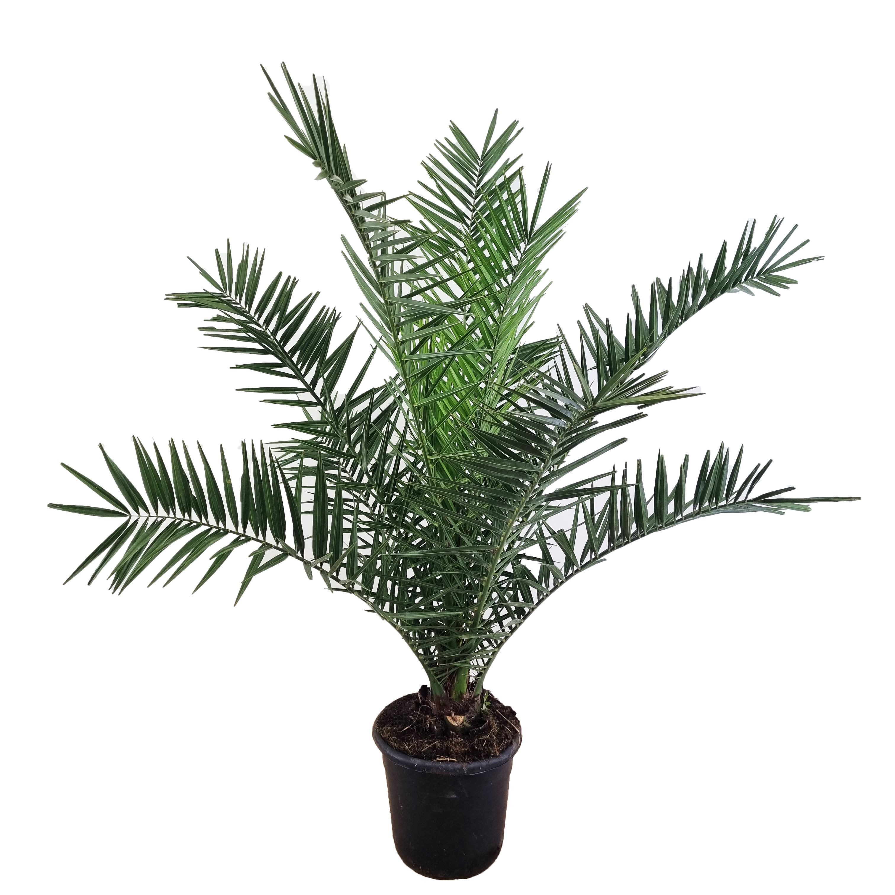 meinvipshop Zimmerpflanze Phoenix canariensis Dattelpalme 75cm XXL