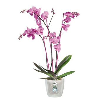 Elho Übertopf Brussels Orchidee transparent