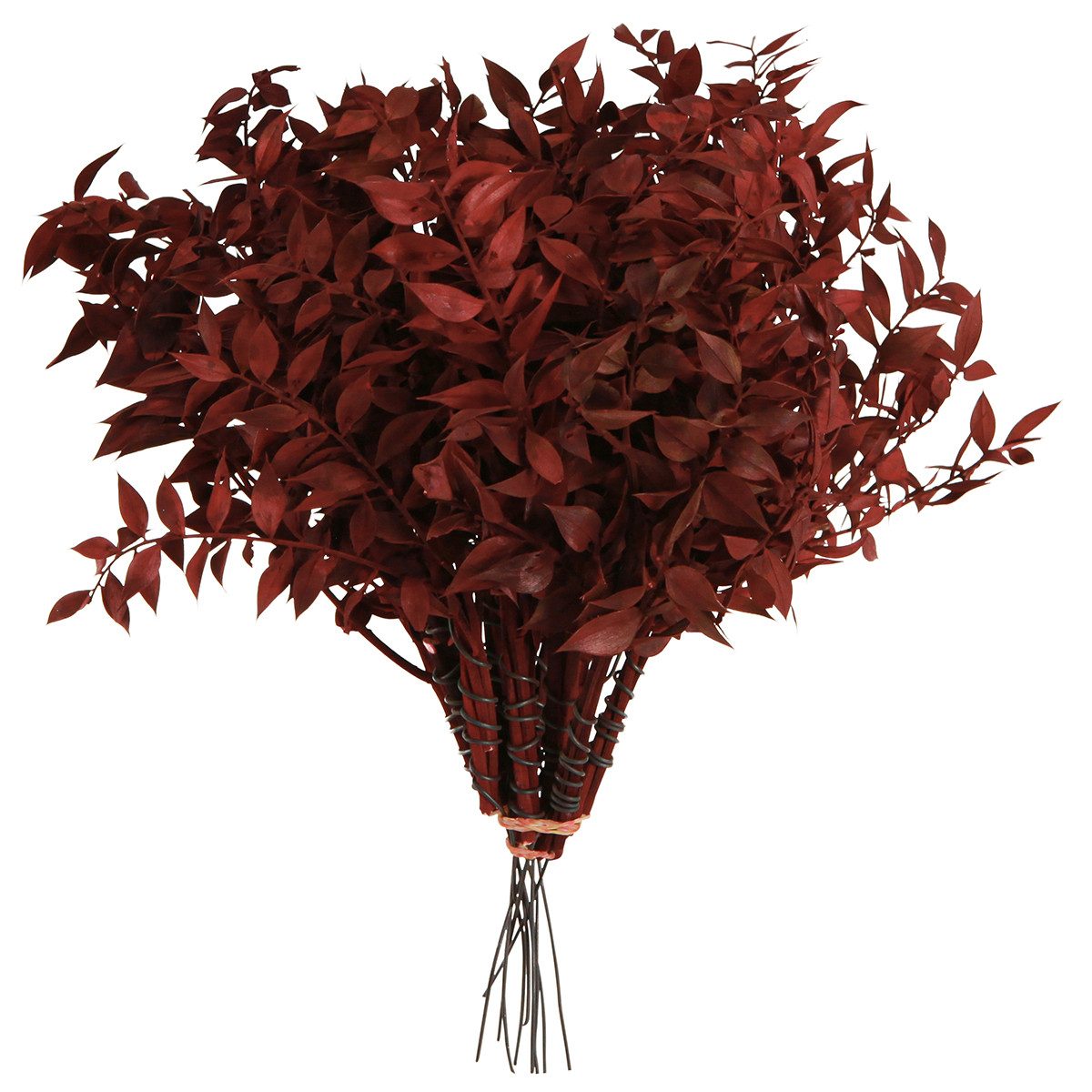 Trockenblume Ruscus Rot am Draht Dekozweige getrocknet 20cm - Bastelbedarf, Viana, Höhe 20 cm