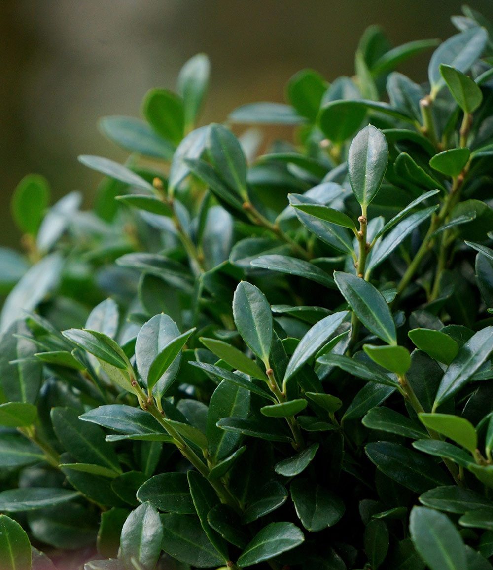 BALDUR Garten Zierstrauch Ilex 'Luxus® Globe' der Buchs-Ersatz, 5 St., Buxus, immergrün,winterhart, mehrjährig, pflegeleicht – Bild 5 von 5