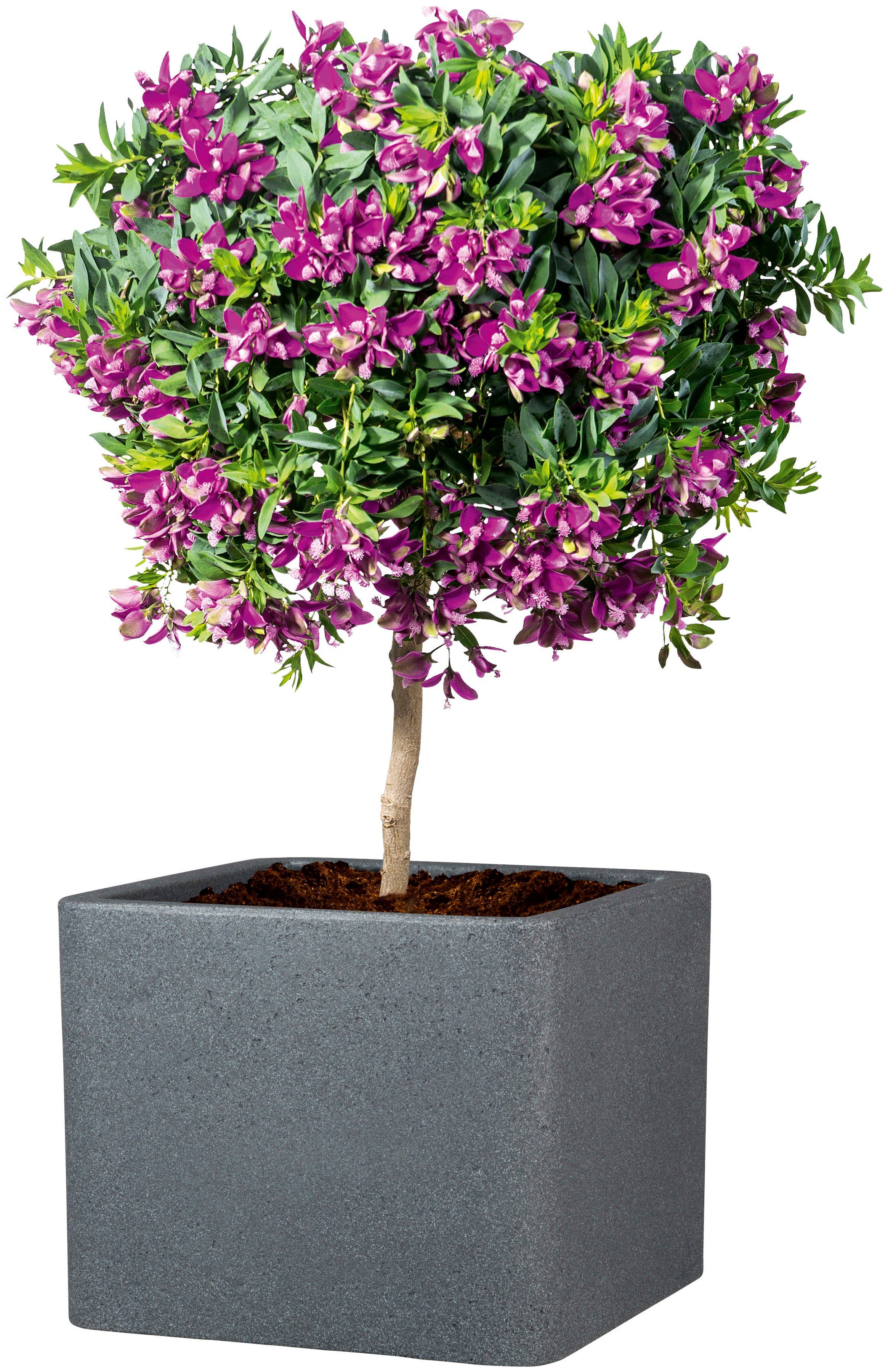 Scheurich Blumentopf 40/140 ALEA UET günstig online kaufen