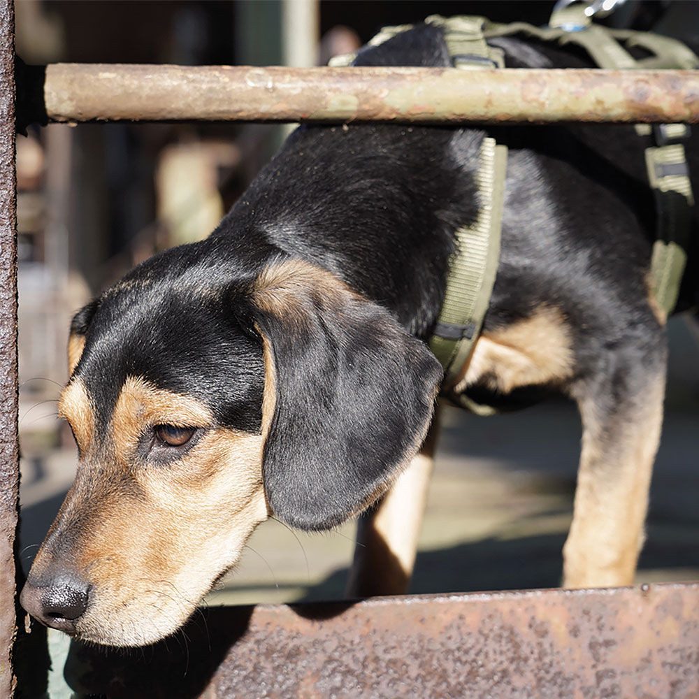 AnnyX Hunde-Sicherheitsgeschirr Brustgeschirr Safety Fun - Sicherheitsgeschirr, Nylon, Individuell einstellbar