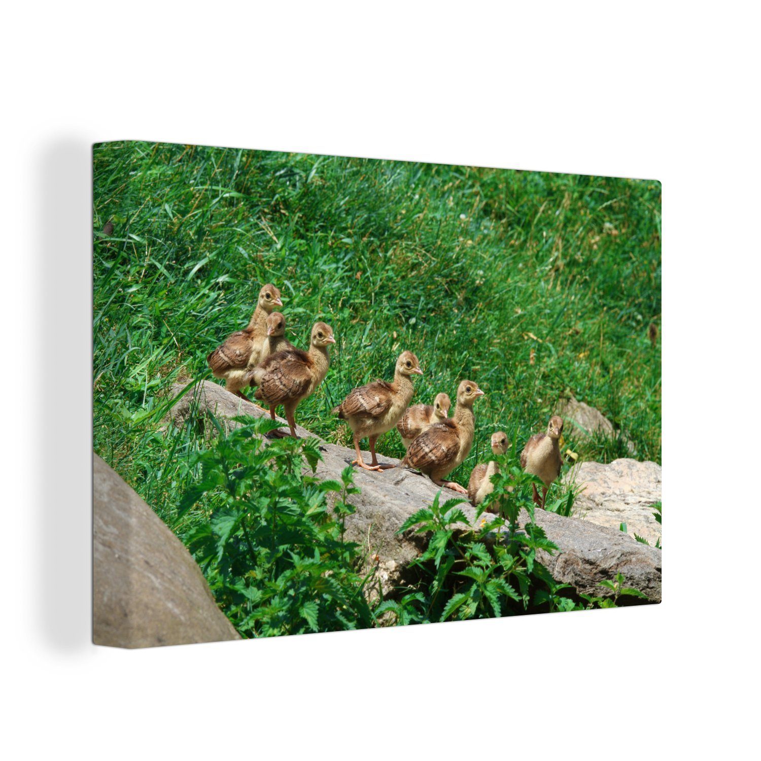 OneMillionCanvasses® Leinwandbild Pfau St), - Wandbild Wanddeko, Vögel Leinwandbilder, cm - Aufhängefertig, (1 Gras, 30x20