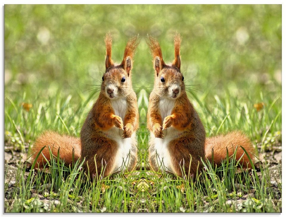 Artland Glasbild Rote Eichhörnchen Zwillinge, Wildtiere (1 St), in verschiedenen  Größen