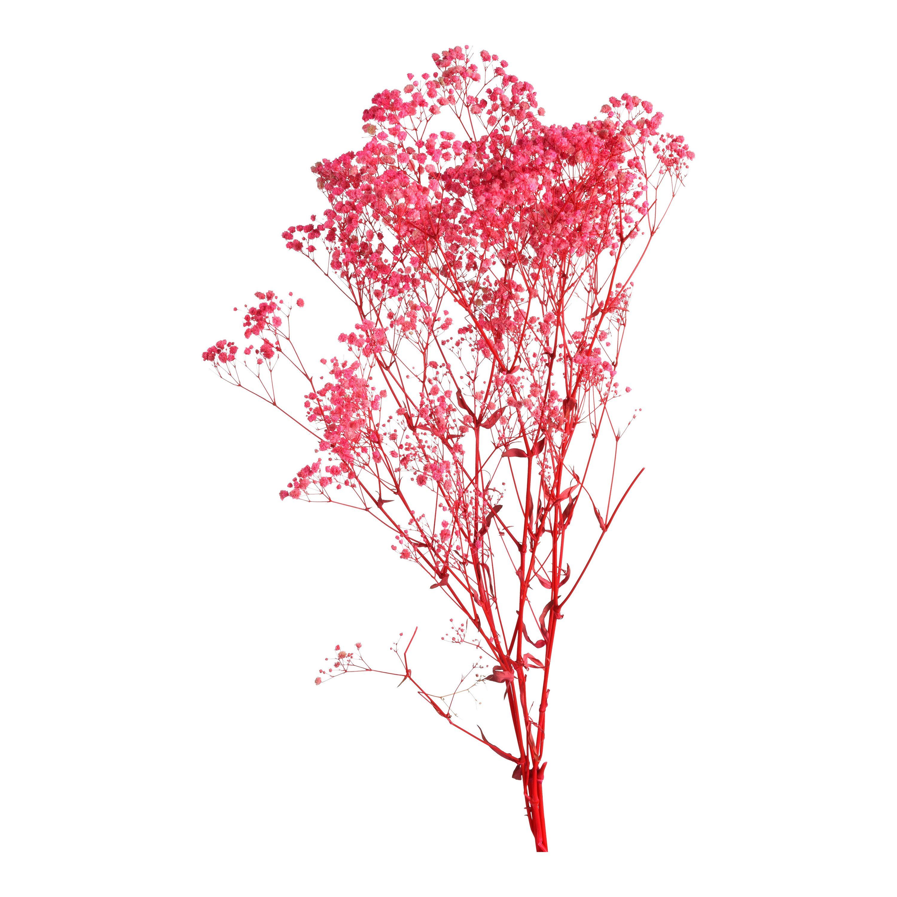 Trockenblume Trockenblumen-Bündel Gypsophilia, Depot Pink