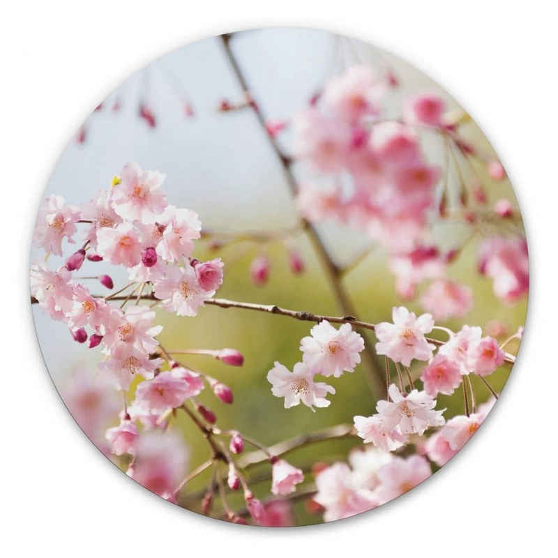 K&L Wall Art Gemälde Metallposter Rund Kirschblüten Rosa Blüten florale Cherry Blossom, Metalloptik Wandbild Ø 30cm