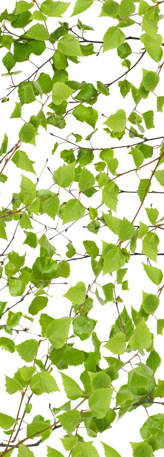 queence Vinyltapete Fenna, glatt, Motiv, floral, geblümt, gemustert, 90x250cm, selbstklebend, kinderleichte Anbringung, Sticker. € 44,29, (€ 19,68 pro 1 qm).