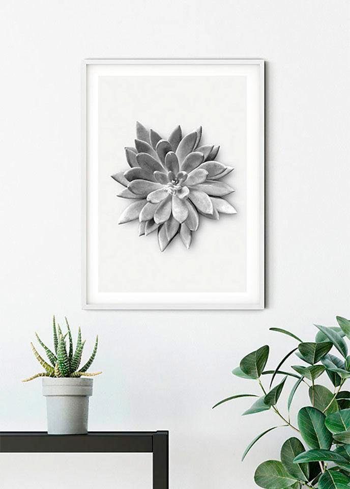 Agave, St), Kinderzimmer, Wohnzimmer Pflanzen Komar Succulent Poster Blätter, Schlafzimmer, (1