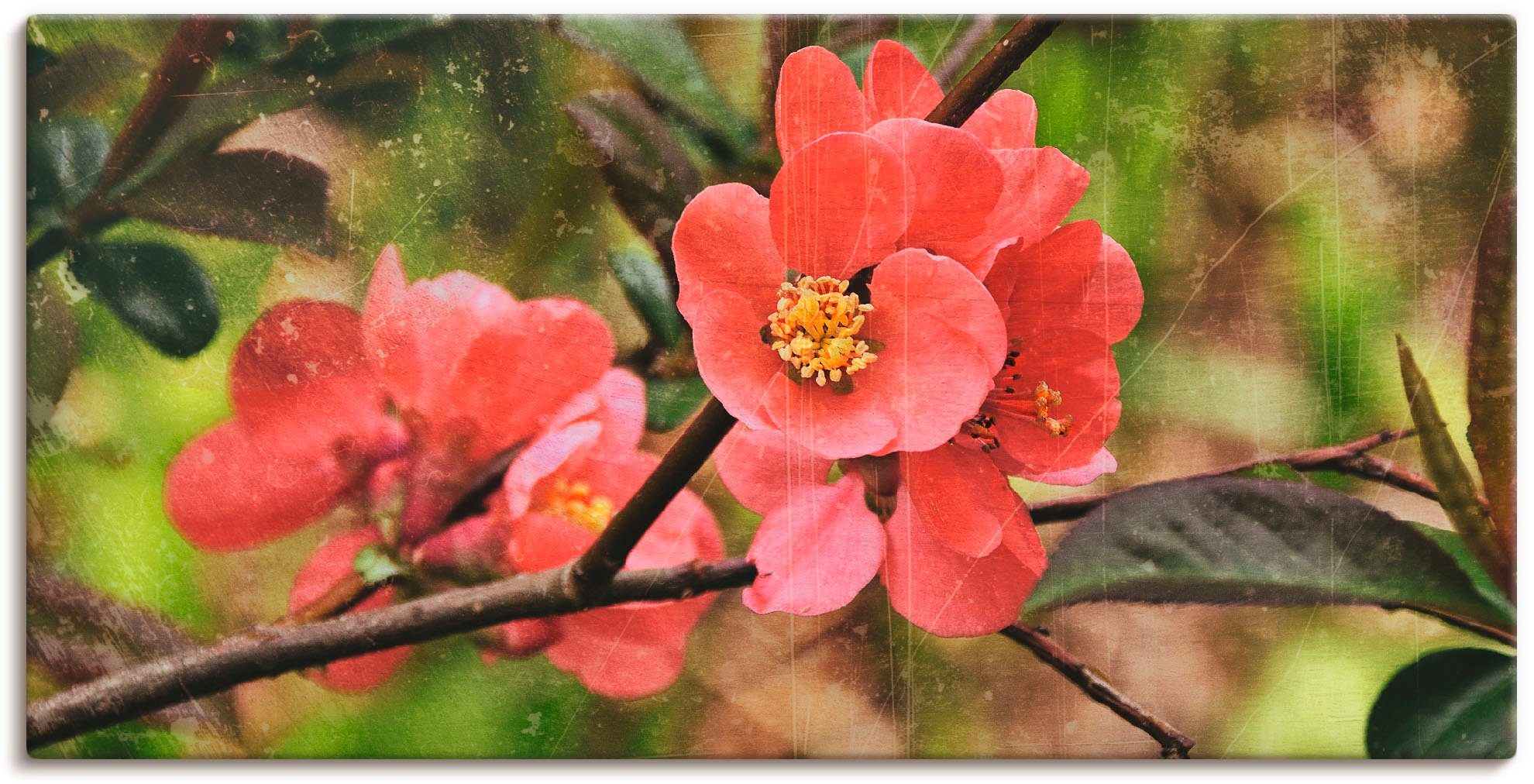 Artland Wandbild Quittenblüte I, Blumen (1 St), als Alubild, Leinwandbild,  Wandaufkleber oder Poster in versch. Größen