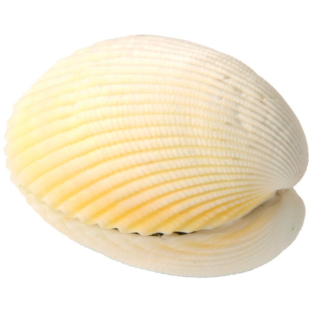 EDUPLAY Lernspielzeug Wundermuschel ca. 4,5 cm unter Wasser entfaltet sich günstig online kaufen