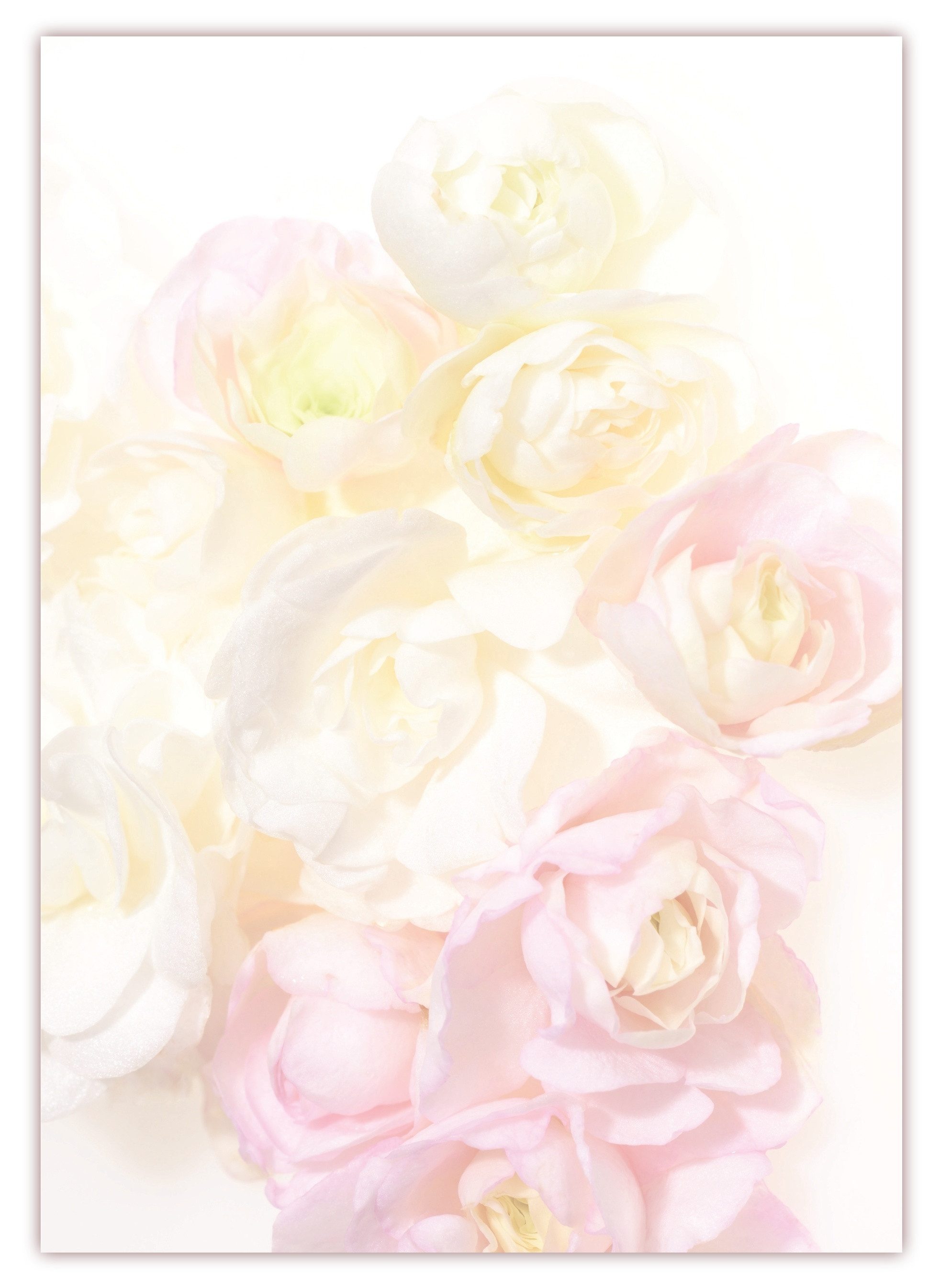 Rosa Rosen ( MPA-5032 )