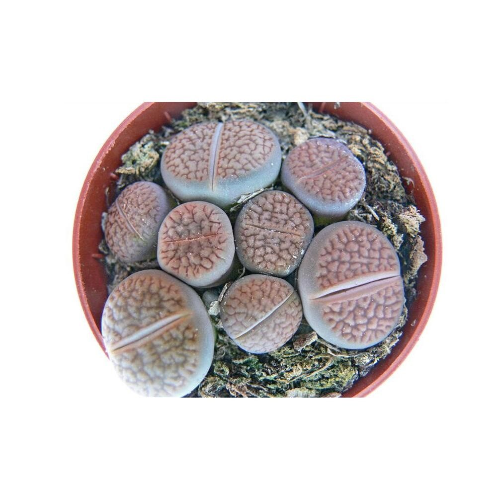 Exotenherz Kaktus Lithops - Lebender Stein - mehrere Pflanzen im 8,5cm Topf günstig online kaufen