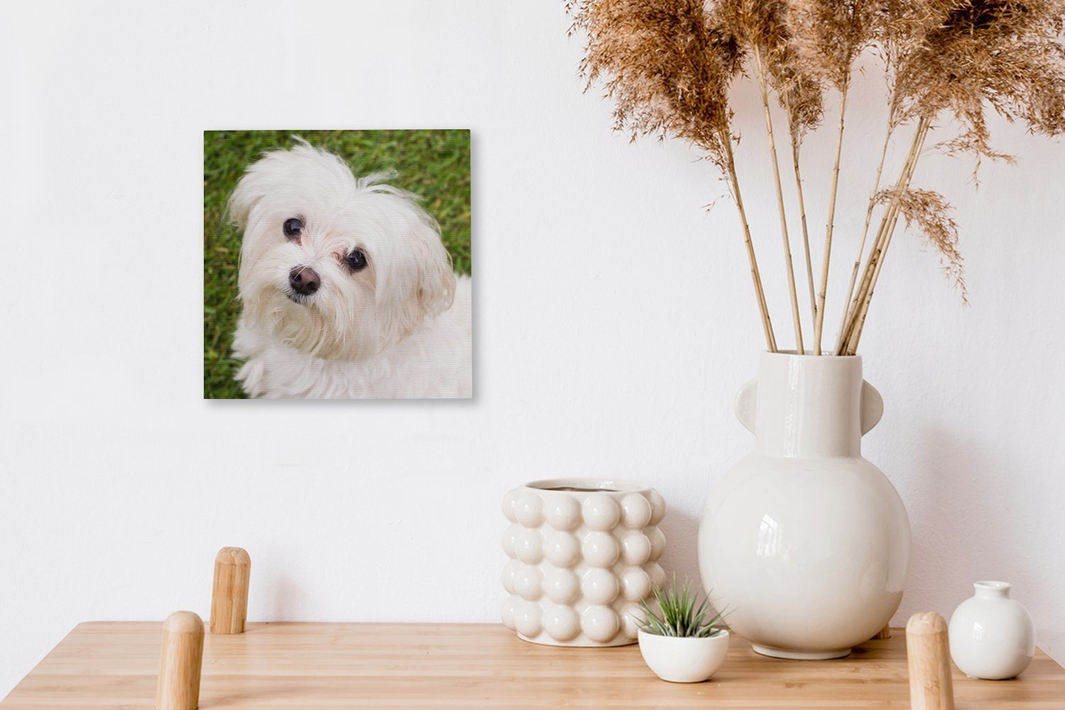 Malteserhund Wohnzimmer (1 Leinwand auf, St), schaut OneMillionCanvasses® Schlafzimmer für Bilder Leinwandbild