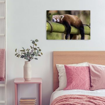 wandmotiv24 Leinwandbild schlafender roter Panda, Bambus, Tiere (1 St), Wandbild, Wanddeko, Leinwandbilder in versch. Größen