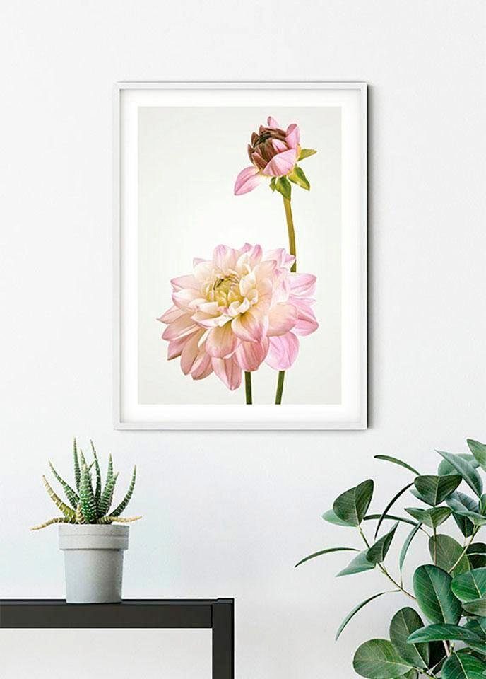 Komar Poster Wohnzimmer St), Kinderzimmer, Schlafzimmer, Dahlia, (1 Blumen