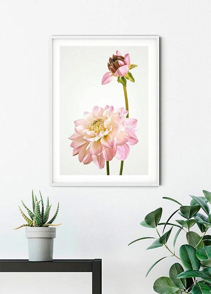 Komar Poster Dahlia, Blumen, Höhe: 40cm