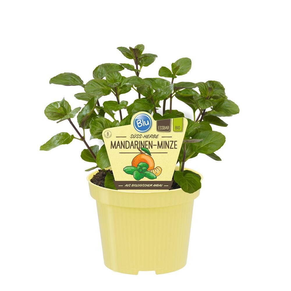 Exotenherz Gewürzkraut Mandarinen-Minze Mentha x piperita Kräuterpflanze 12cm Topf