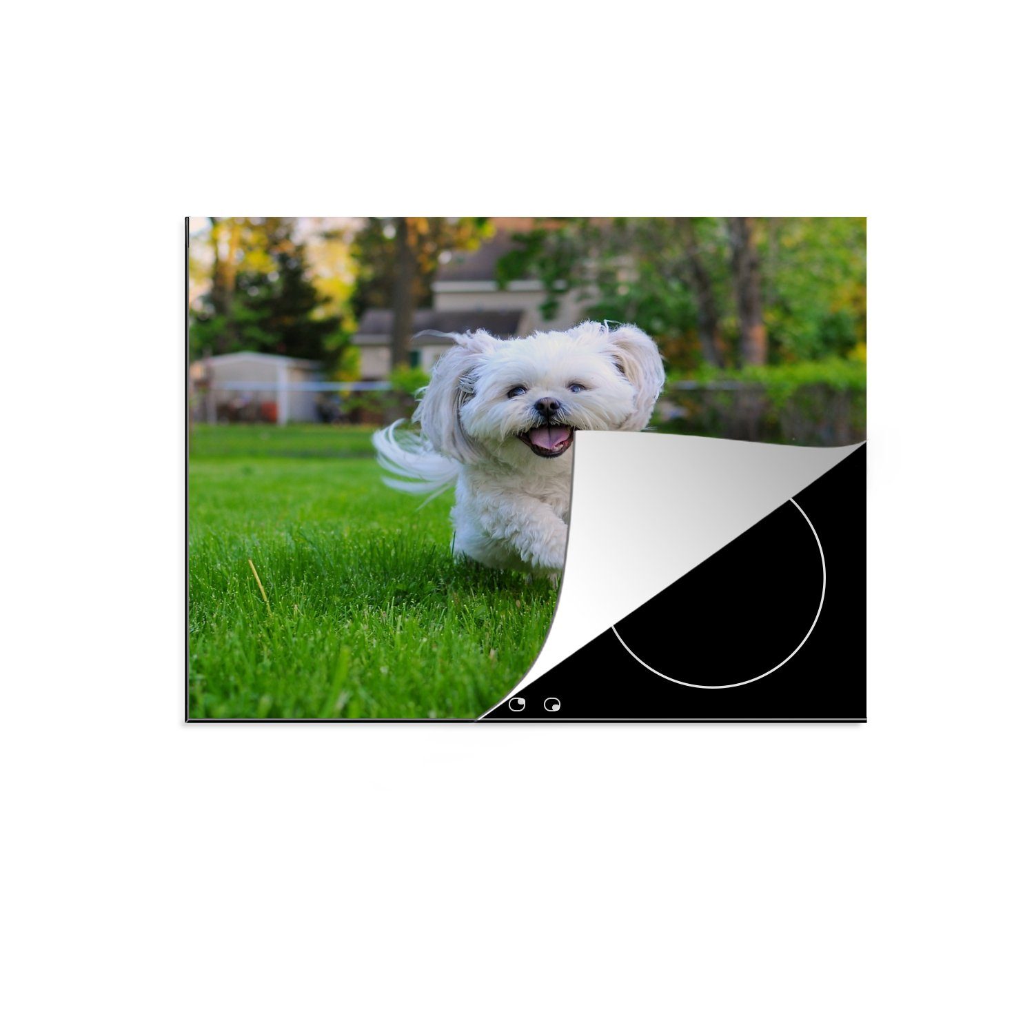 MuchoWow Herdblende-/Abdeckplatte Ein Shih Tzu Hund läuft durch das grüne Gras, Vinyl, (1 tlg), 59x52 cm, Ceranfeldabdeckung für die küche, Induktionsmatte