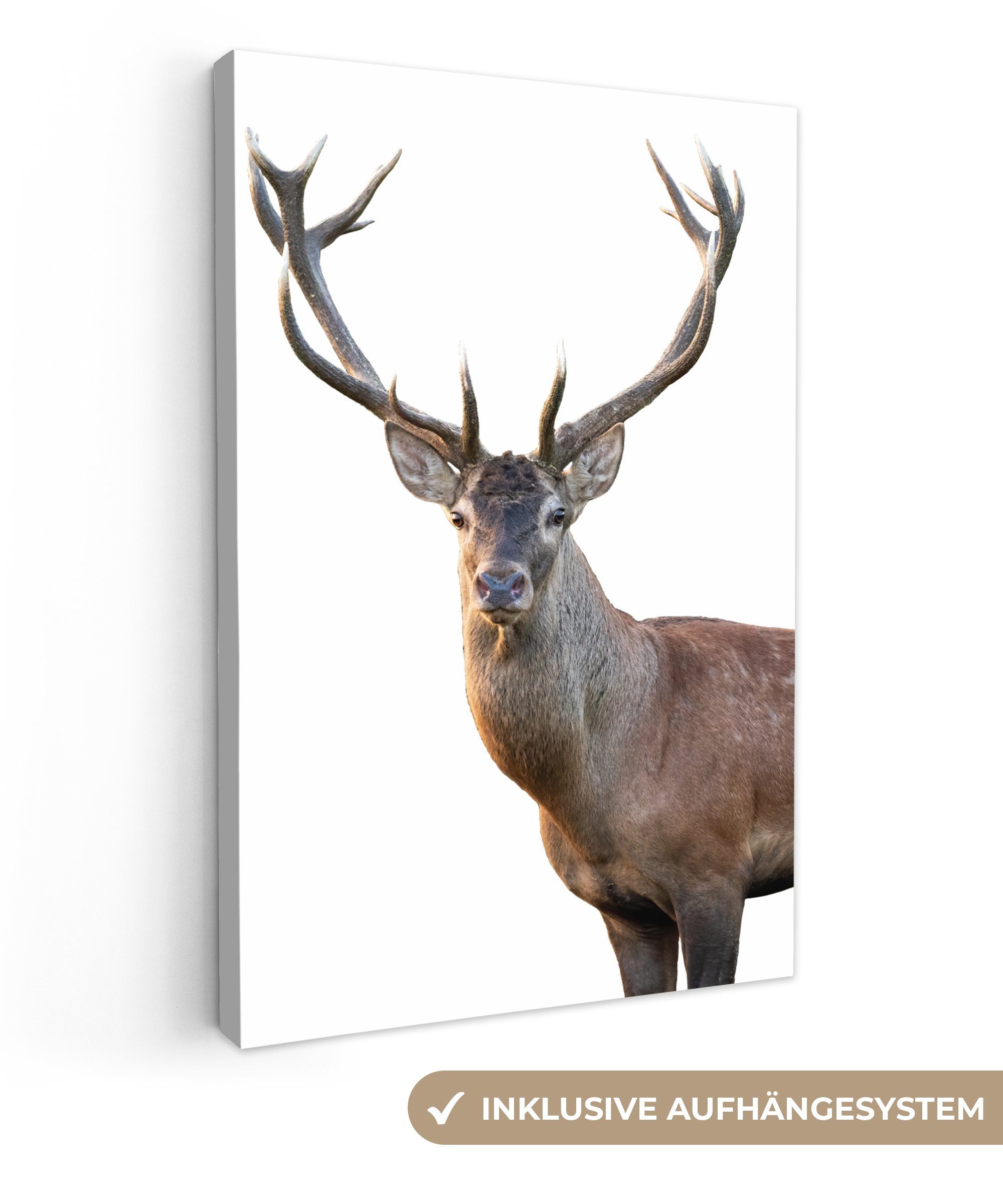 OneMillionCanvasses® Leinwandbild Hirschgeweih weiß, Fotodruck (1 günstig online kaufen