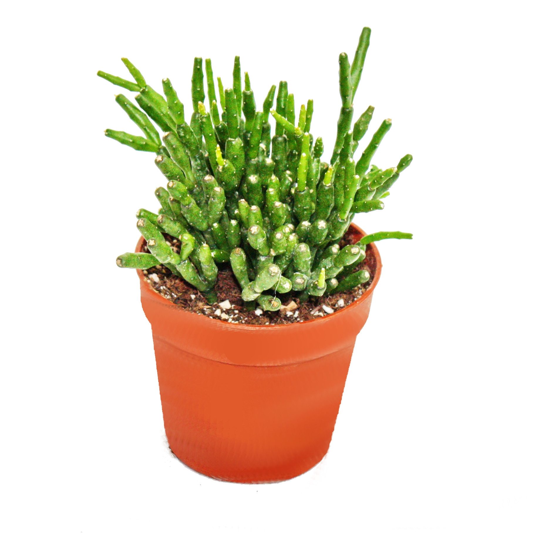 Exotenherz Zimmerpflanze Hatiora salicornioides - Keulenkaktus - Binsenkaktus - 5,5cm Topf