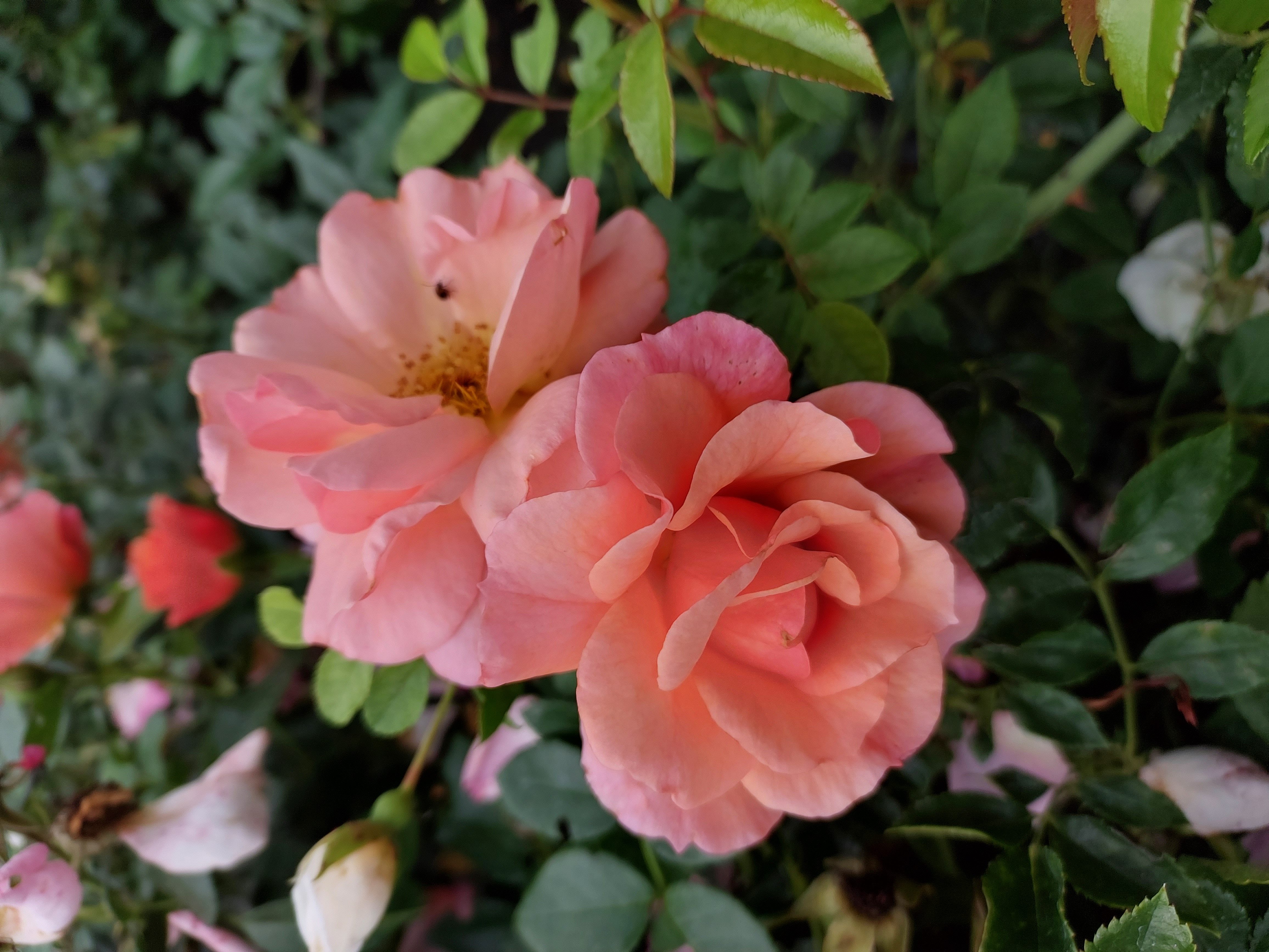 Baumschule Gold Rose Beetorse Aprikola Rose