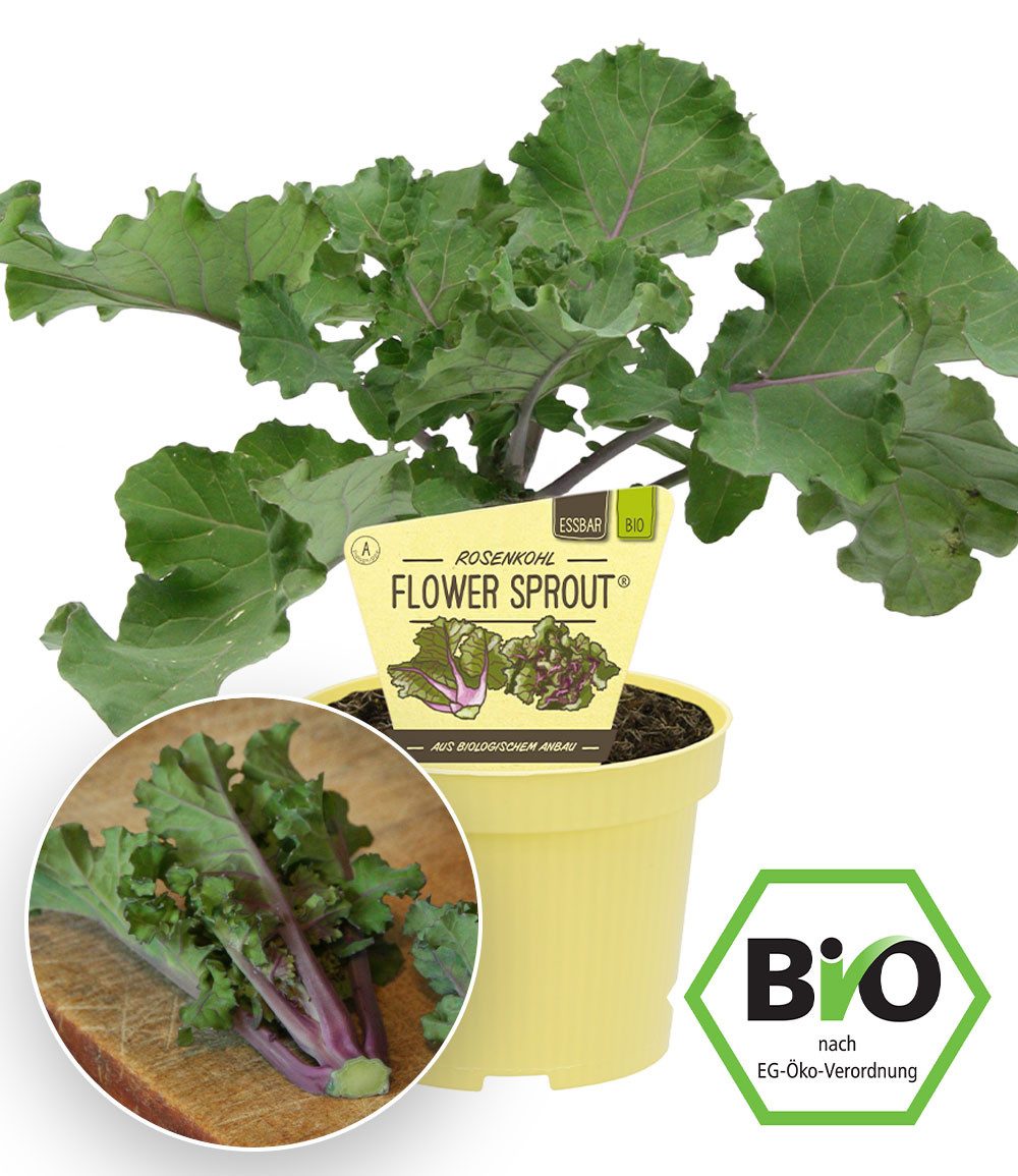 BALDUR Garten Gewürzkraut BIO 'Flower Sprout®', 1 St., Wintergemüse, winterhart, pflegeleicht, kübelgeeignet