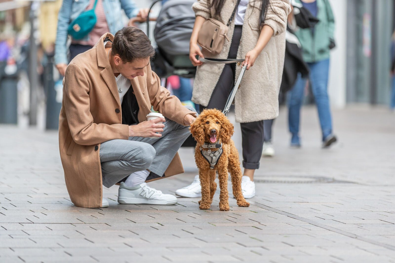 TRIXIE Hunde-Halsband CityStyle Halsband, extra breit - hellgrau - 25–32 cm/25 mm, Gurtband