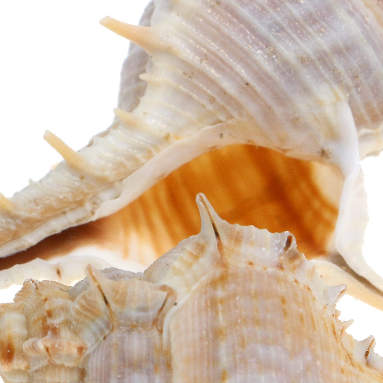 Viana Bastelnaturmaterial Stachelschnecke muscheln Deko 1kg günstig online kaufen