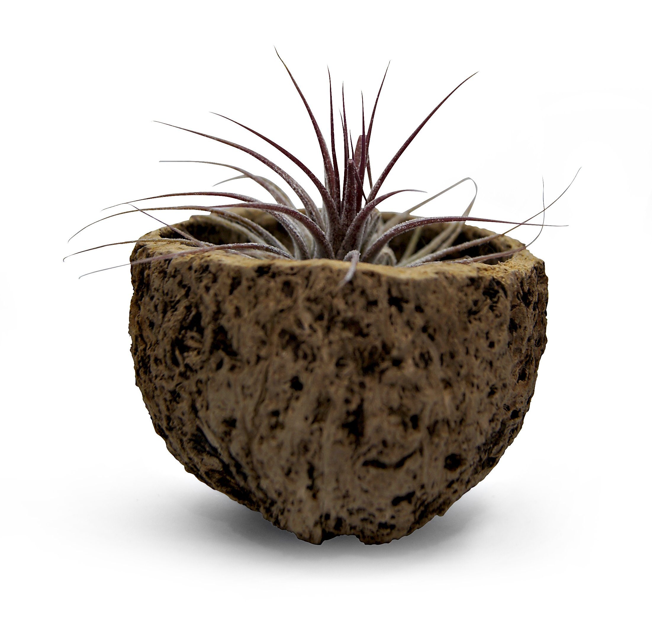 meinvipshop Dekoobjekt Qurico Nuss Schale mit Tillandsia rosa, Dekoration, Wohnzimmer, Gartendeko, Balkondekoration