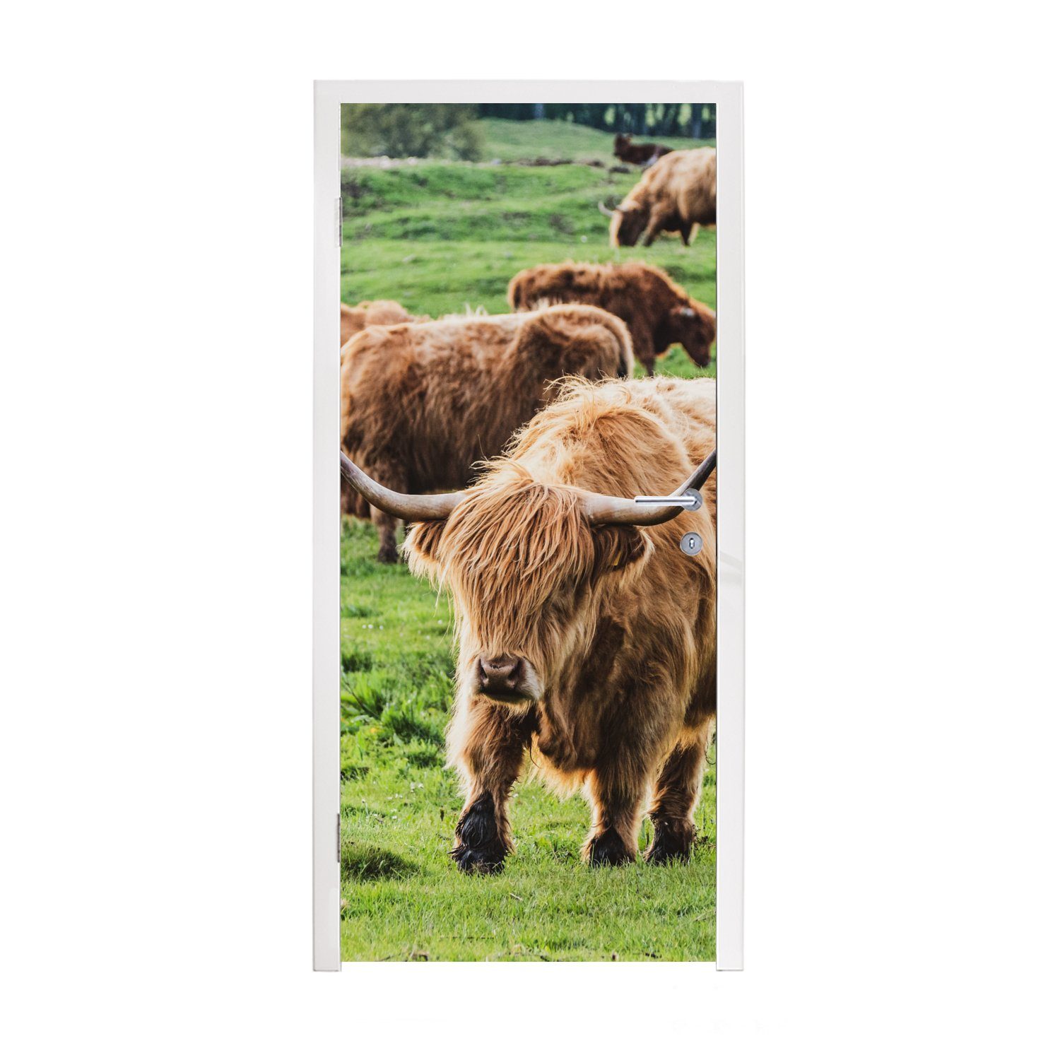 MuchoWow Türtapete Schottische Highlander - Tiere - Gras, Matt, bedruckt, (1 St), Fototapete für Tür, Türaufkleber, 75x205 cm