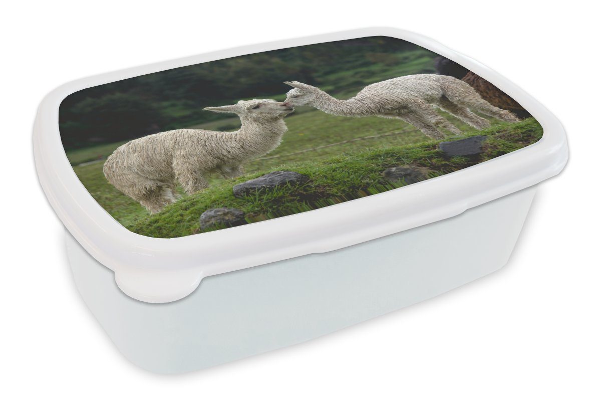 MuchoWow Lunchbox Alpaka - Kissen - Pflanzen, Kunststoff, (2-tlg), Brotbox für Kinder und Erwachsene, Brotdose, für Jungs und Mädchen weiß
