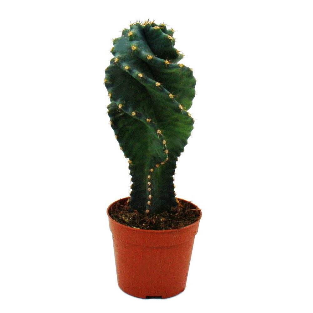 Kaktus Cereus jamacaru "Spiralis" Spiralkaktus im Mini-Format im 6,5cm Topf