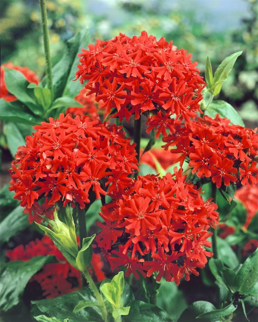 Pflanzen für Dich Staude Lychnis chalcedonica, 1 St., Brennende Liebe, Scharlachlichtnelke, Jerusalemer Kreuz, Maltanellke – Bild 2 von 5