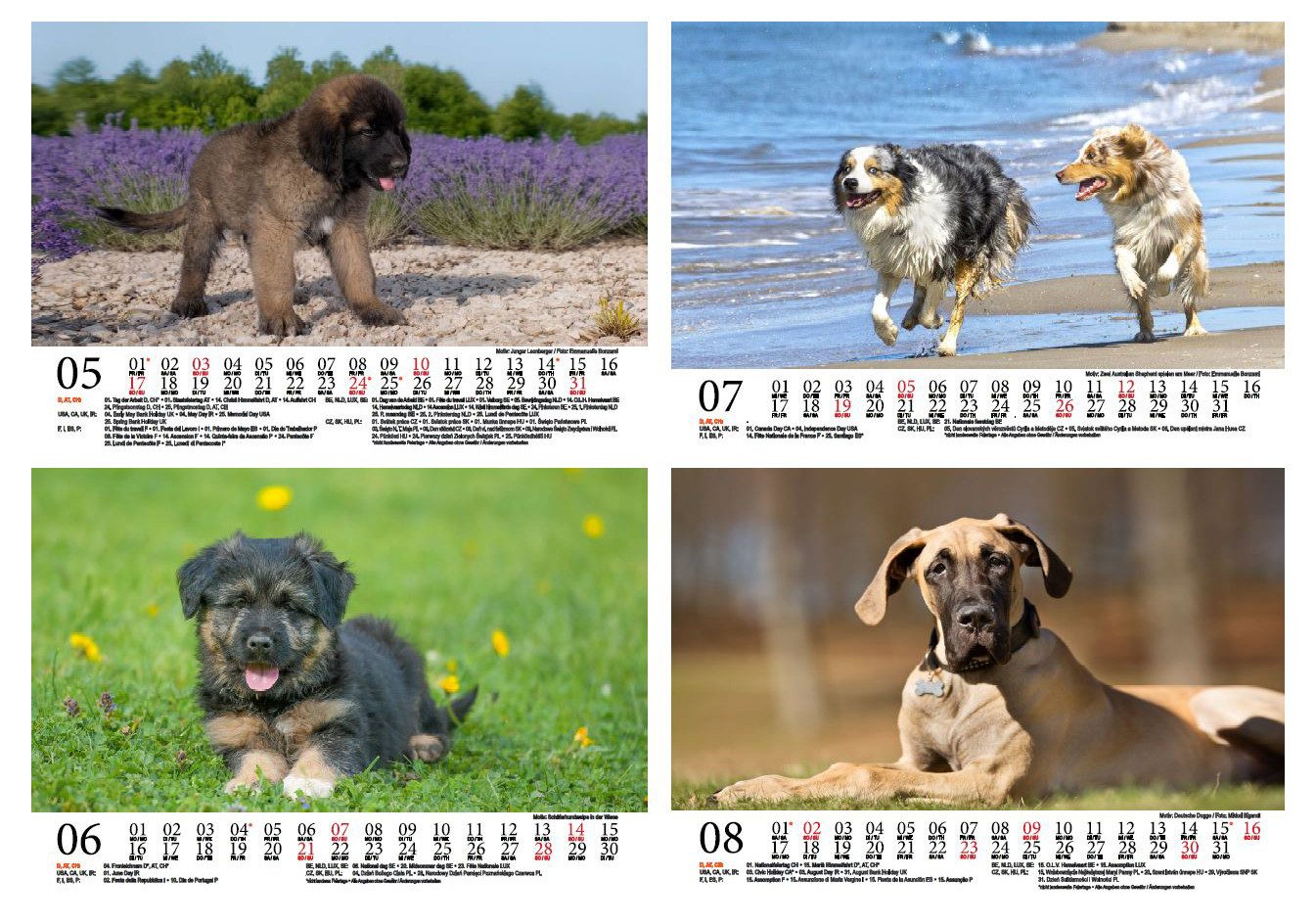 Seelenzauber Wandkalender Hundezauber Große Hunde DIN A5 Kalender für 2026 Welpen und Hunde