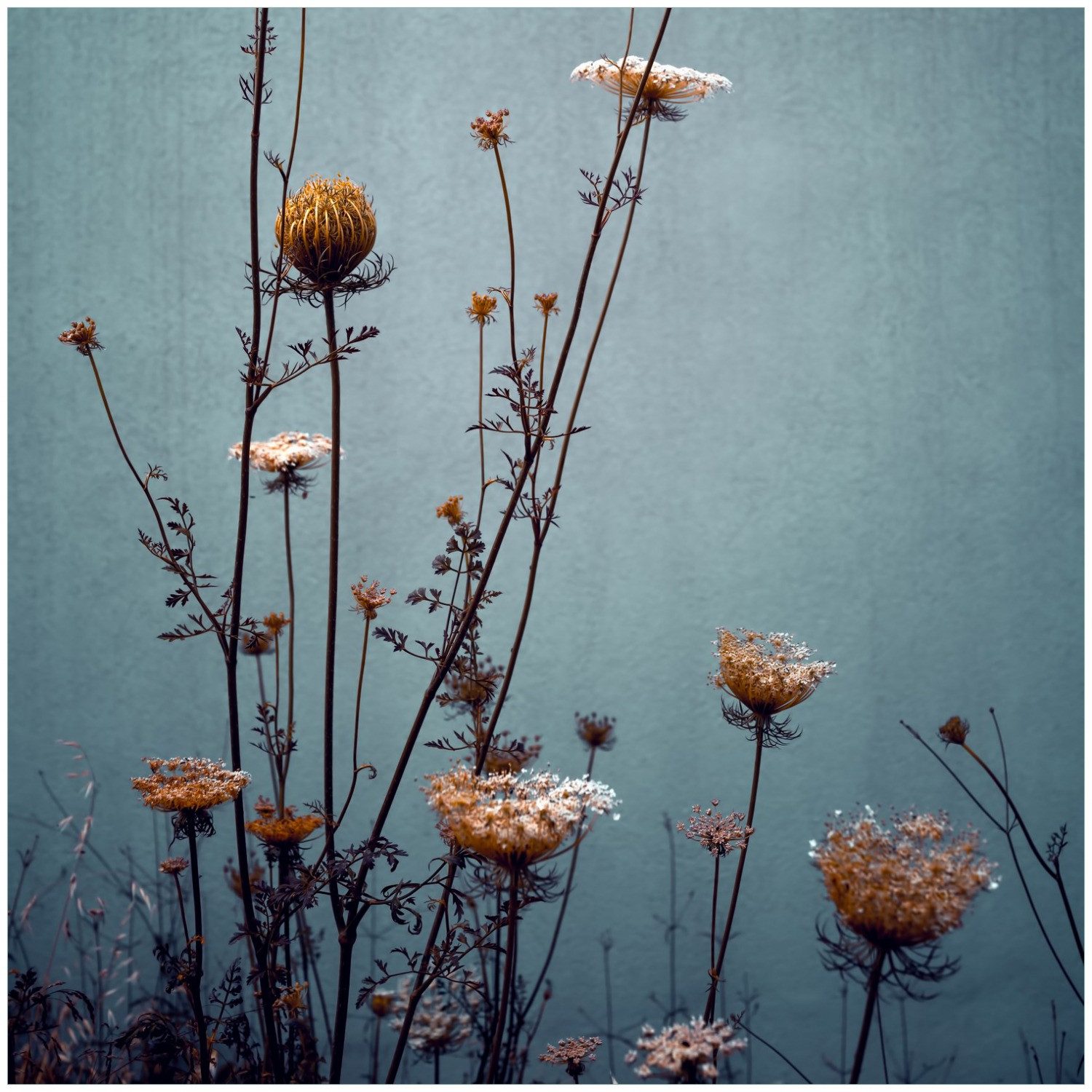 Wallario Memoboard Filigrane Wildblumen