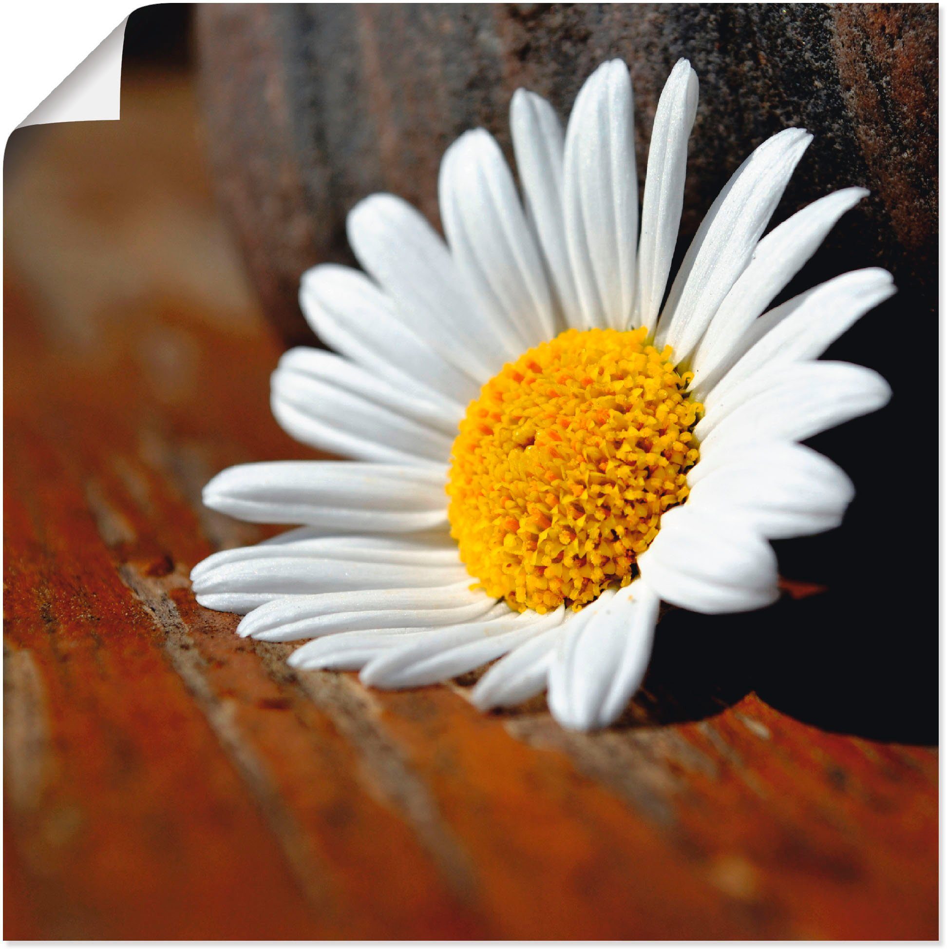 Artland Poster Margeriten Stillleben, Blumen (1 St), ohne Rahmen