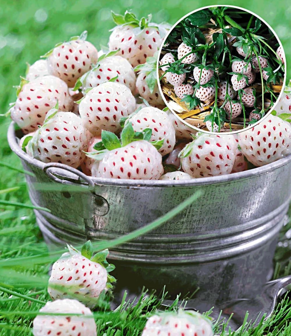 BALDUR Garten Obstpflanze Weiße Ananas-Erdbeere 'Natural White', 4 St., Selbstbefruchtend,winterhart, mehrjährig, pflegeleicht